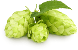 Our hops